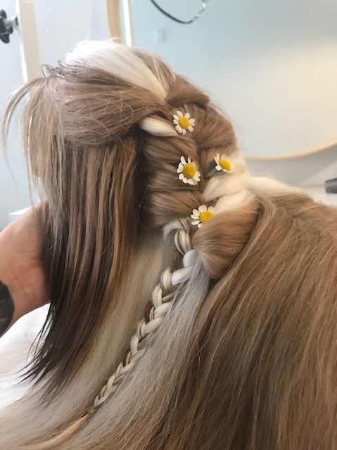 A sample of the grooming and styling provided by Gina Grant, owner of Napa Natural Dog Co.